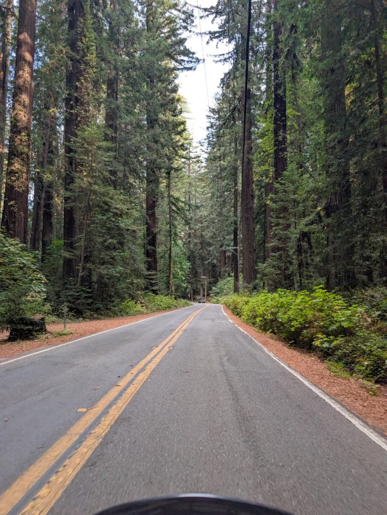 Rider view down a quiet road through giant redwoods